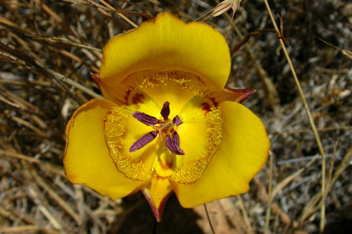 Calochortus clavatus Calochortus clavatus
