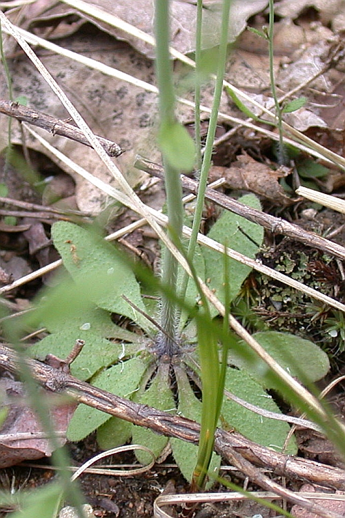 Arabidopsis thaliana Arabidopsis thaliana