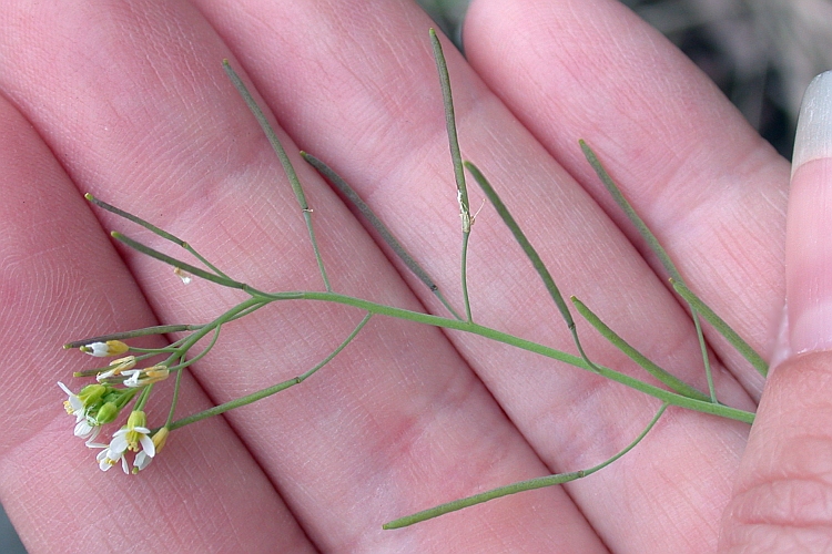Arabidopsis thaliana Arabidopsis thaliana