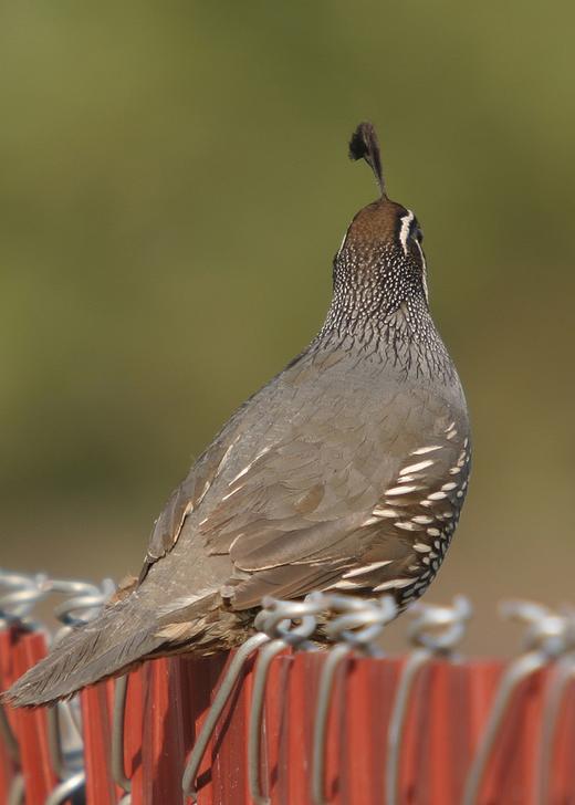 Callipepla californica