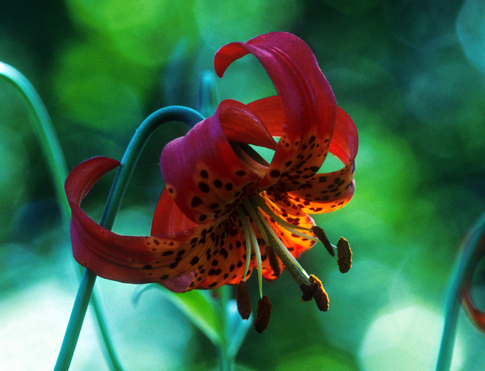 Lilium pardalinum ssp. pitkinense