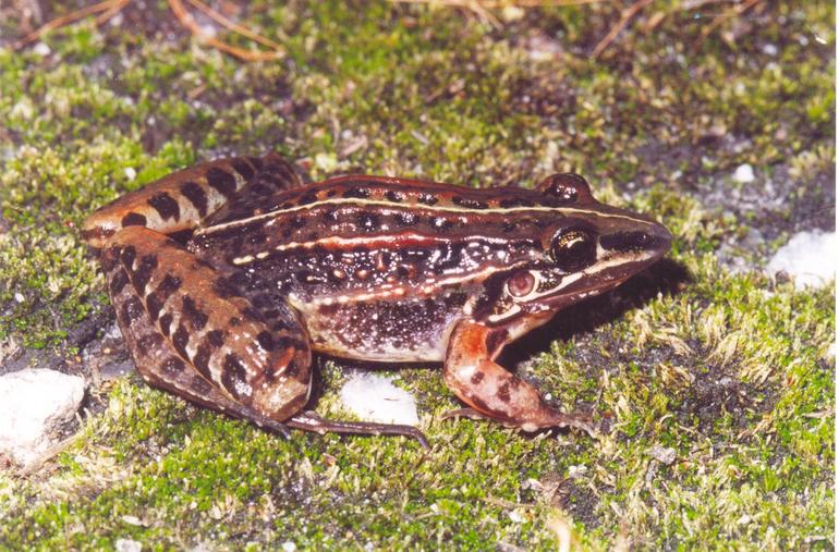Leptodactylus furnarius