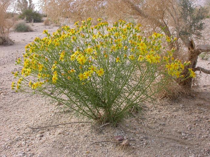 Senecio flaccidus var. monoensis