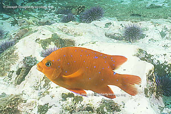 Hypsypops rubicundus Hypsypops rubicundus