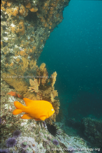 Hypsypops rubicundus Hypsypops rubicundus