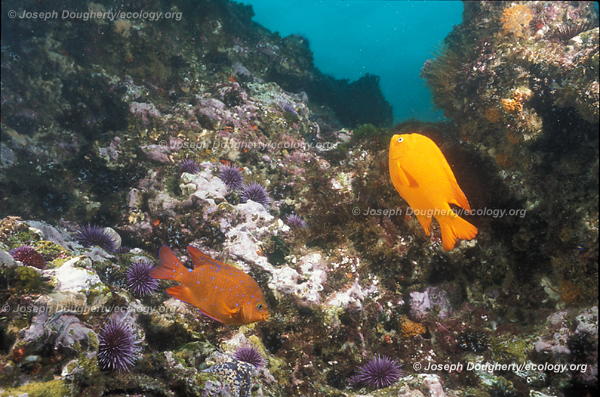 Hypsypops rubicundus Hypsypops rubicundus