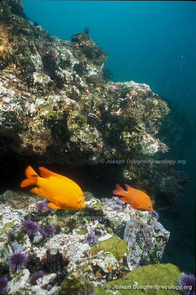 Hypsypops rubicundus Hypsypops rubicundus