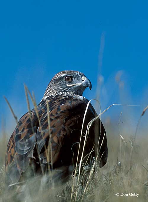 Buteo regalis