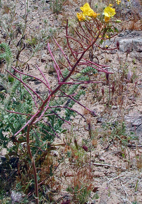 Chylismia brevipes ssp. brevipes
