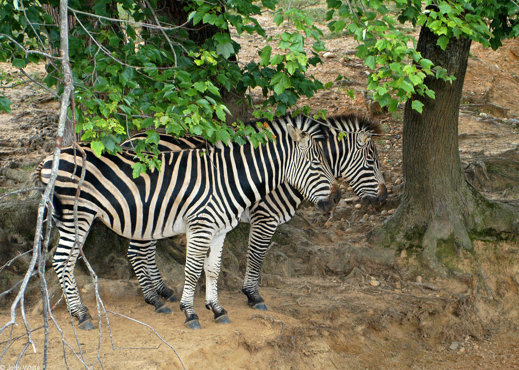 Equus quagga