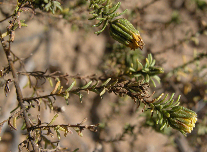 Deinandra minthornii Deinandra minthornii