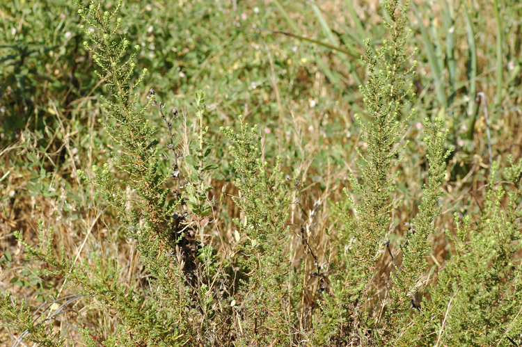 Deinandra minthornii Deinandra minthornii