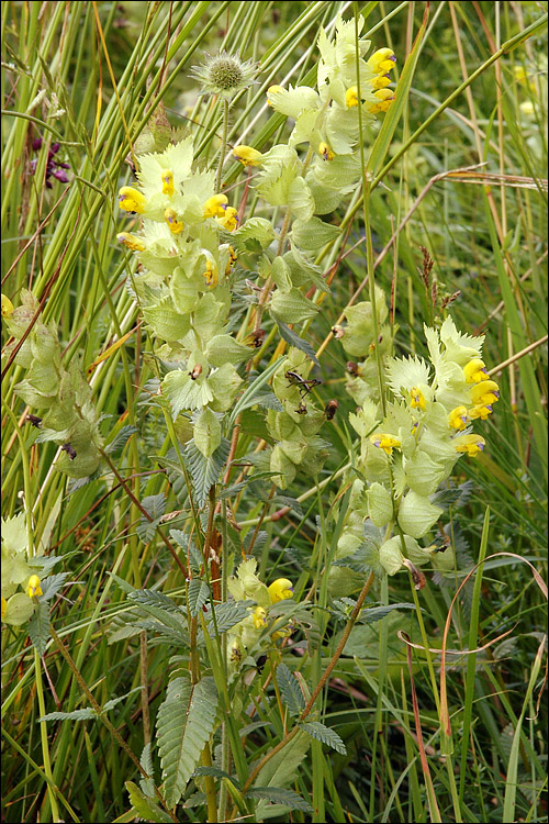 Rhinanthus freynii