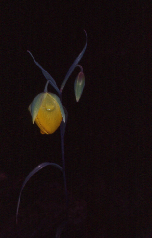 Calochortus raichei
