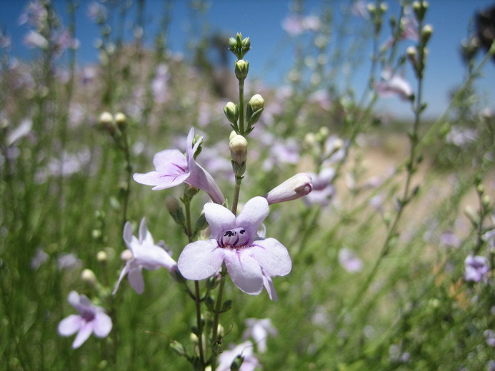 Penstemon thurberi