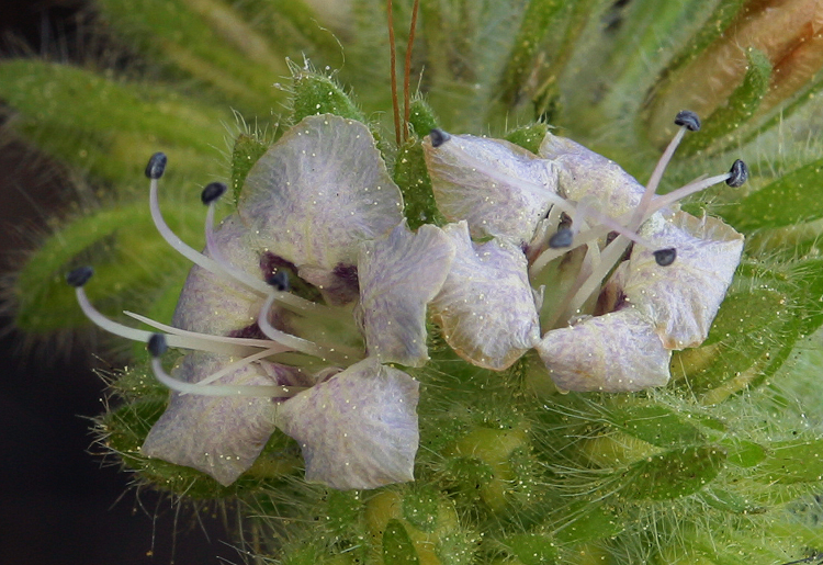 Phacelia ramosissima var. ramosissima