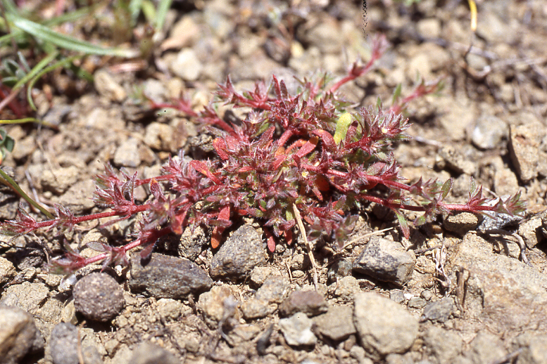 Chorizanthe polygonoides Chorizanthe polygonoides
