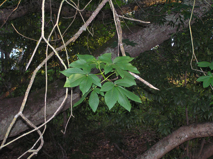 Aesculus californica Aesculus californica