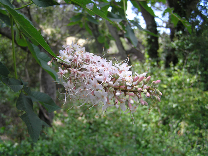 Aesculus californica Aesculus californica