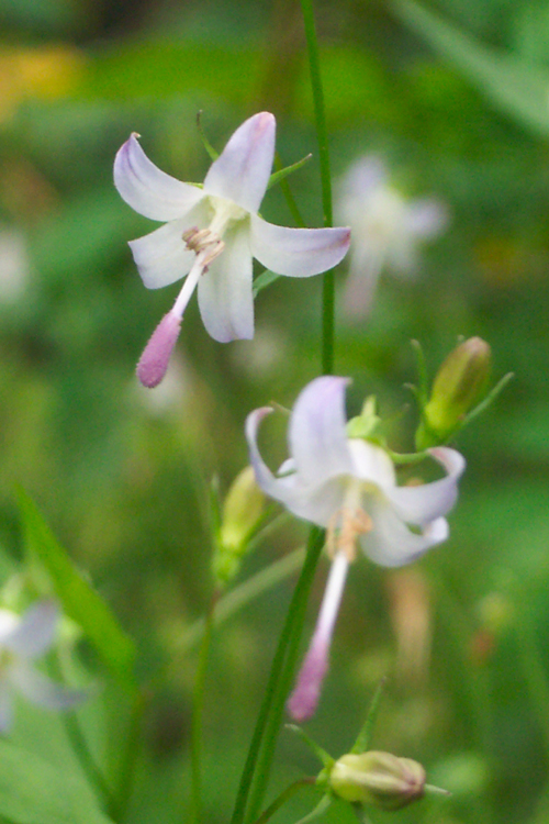 Campanula scouleri Campanula scouleri