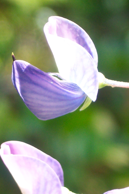 Lupinus latifolius var. latifolius