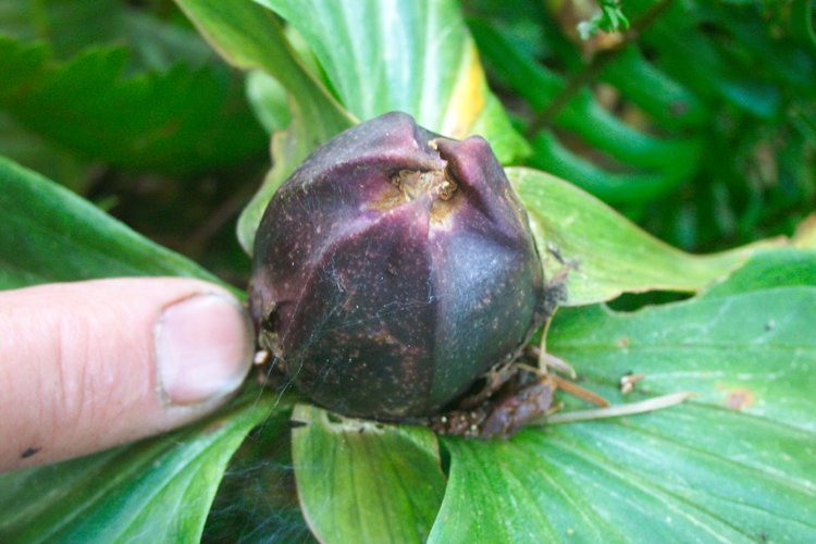 Trillium kurabayashii Trillium kurabayashii