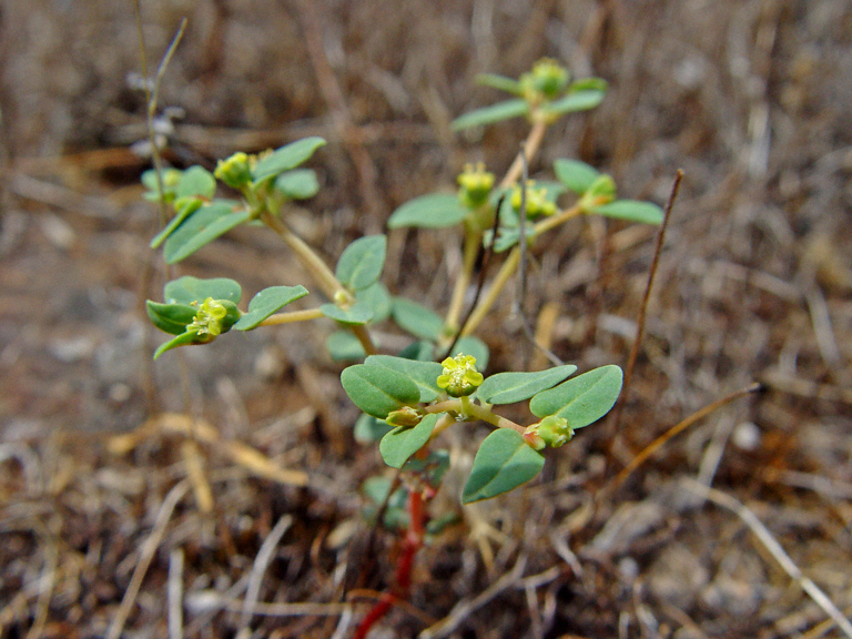 Euphorbia ocellata