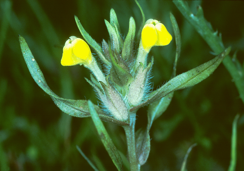 Castilleja campestris ssp. succulenta