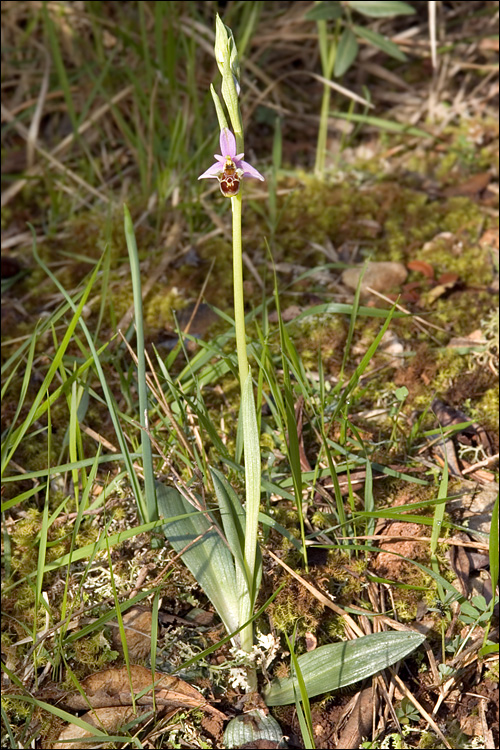 Ophrys scolopax ssp. cornuta