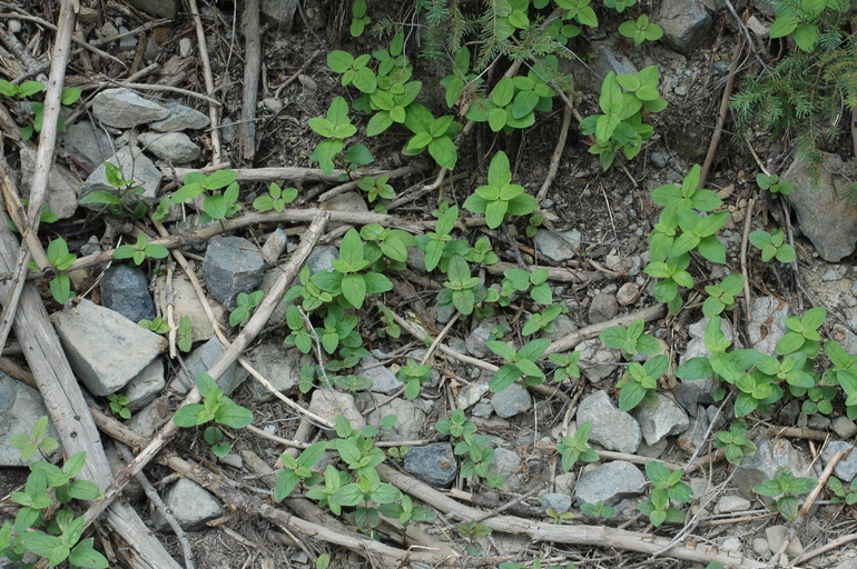 Penstemon personatus