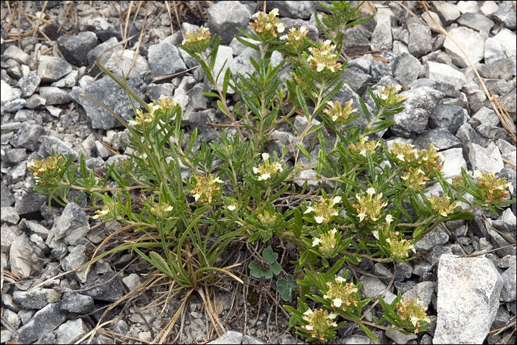 Teucrium montanum