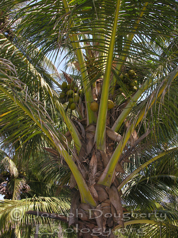 Cocos nucifera Cocos nucifera