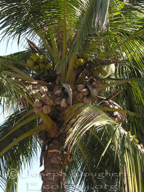 Cocos nucifera Cocos nucifera