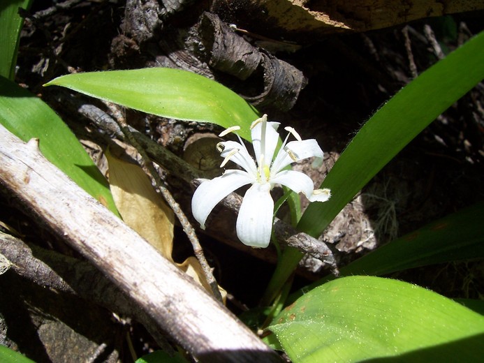 Clintonia uniflora Clintonia uniflora