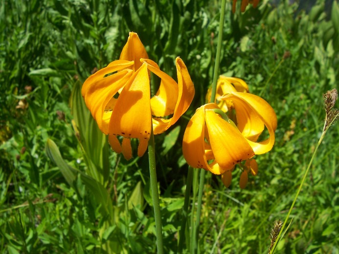 Lilium pardalinum ssp. wigginsii Lilium pardalinum ssp. wigginsii