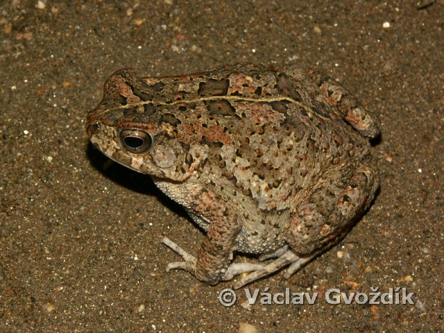 Sclerophrys maculata