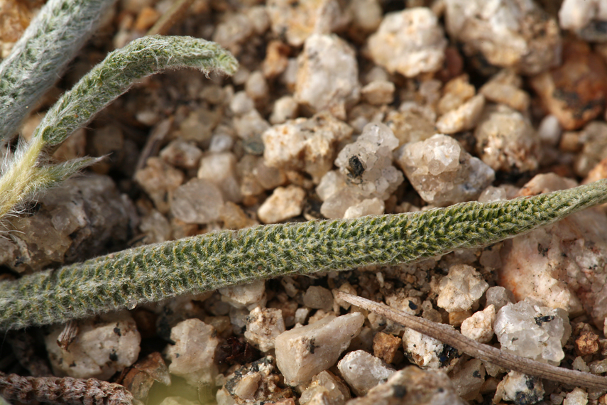 Ivesia santolinoides