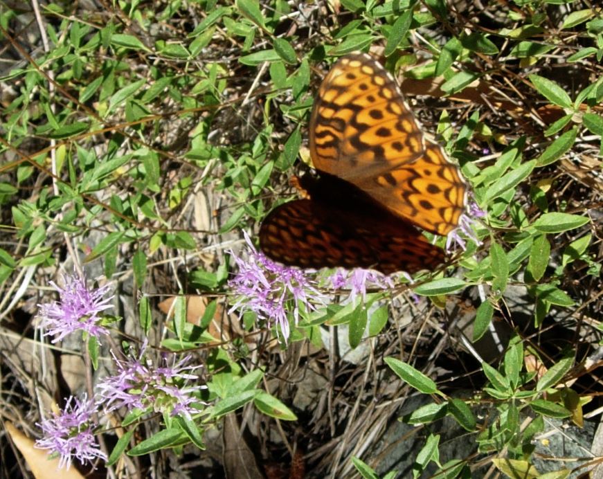 Speyeria hydaspe Speyeria hydaspe