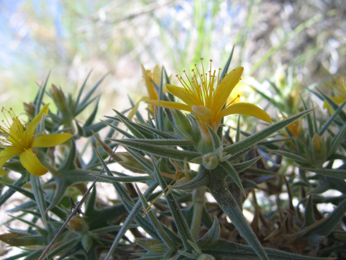 Mentzelia torreyi Mentzelia torreyi