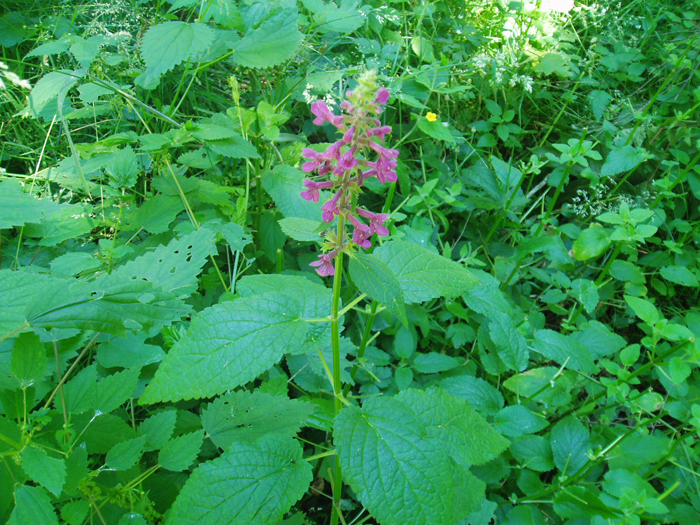 Stachys chamissonis var. cooleyae Stachys chamissonis var. cooleyae