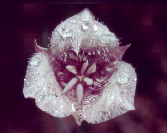 Calochortus tolmiei Calochortus tolmiei