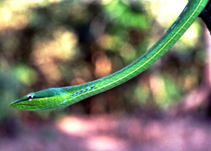 Oxybelis fulgidus Oxybelis fulgidus