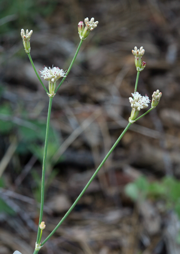 Eriogonum nudum var. nudum