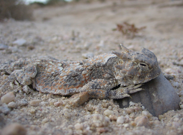 Phrynosoma platyrhinos Phrynosoma platyrhinos