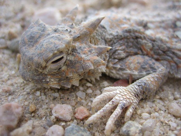 Phrynosoma platyrhinos Phrynosoma platyrhinos