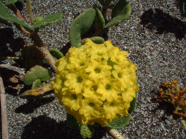 Abronia latifolia Abronia latifolia