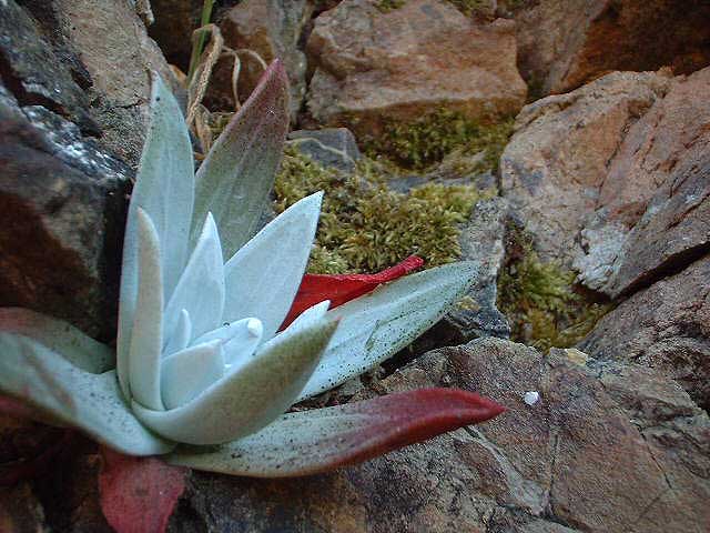 Dudleya farinosa