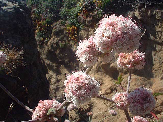 Eriogonum latifolium Eriogonum latifolium