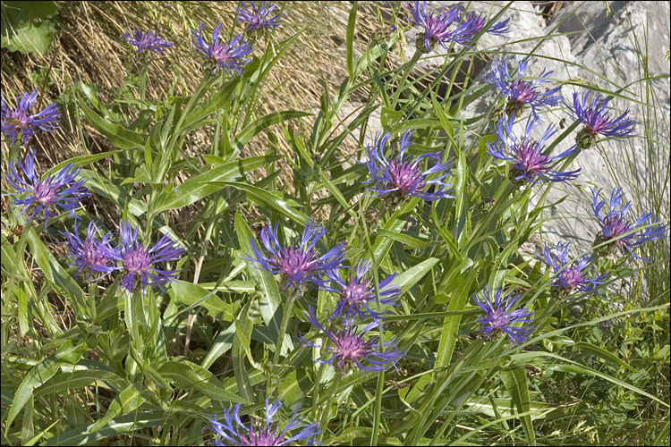 Centaurea montana