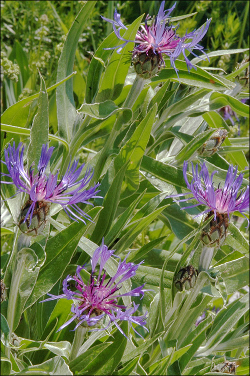Centaurea montana